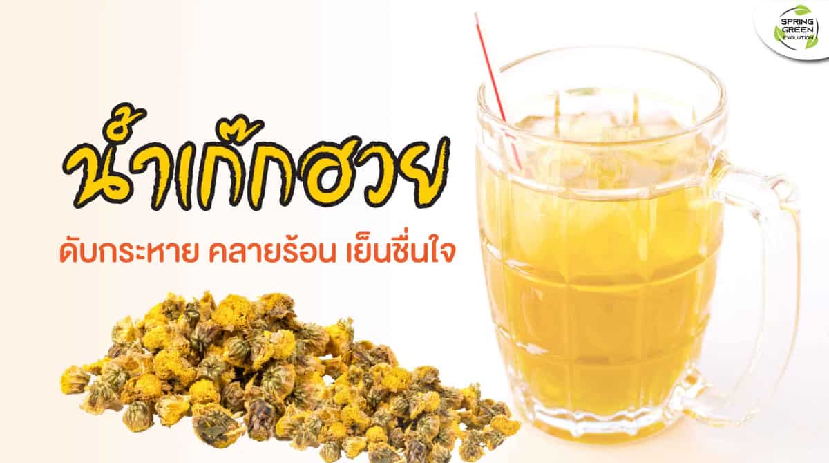 เก็กฮวย มีประโยชน์และโทษ อะไรบ้าง