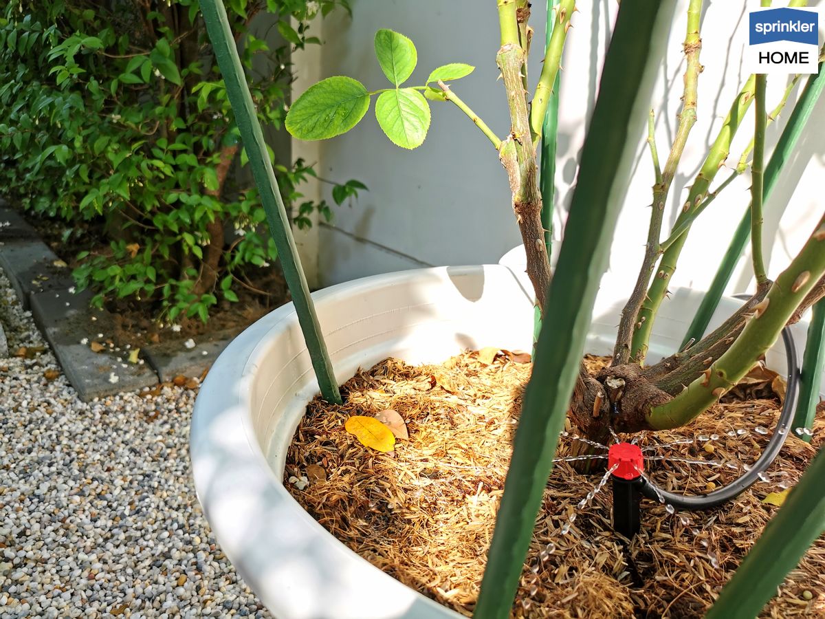 ติดตั้งระบบสปริงเกอร์ รดน้ำต้นไม้ ควรรู้อะไรบ้าง