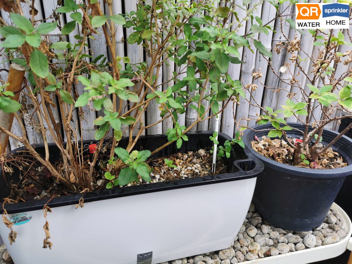 ระบบรดน้ำต้นไม้ ติดสปริงเกอร์ อัตโนมัติ อัจฉริยะ คืออะไร